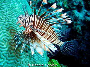 Lionfish seen in Freeport Bahamas May 2009.  Photo taken ... by Bonnie Conley 